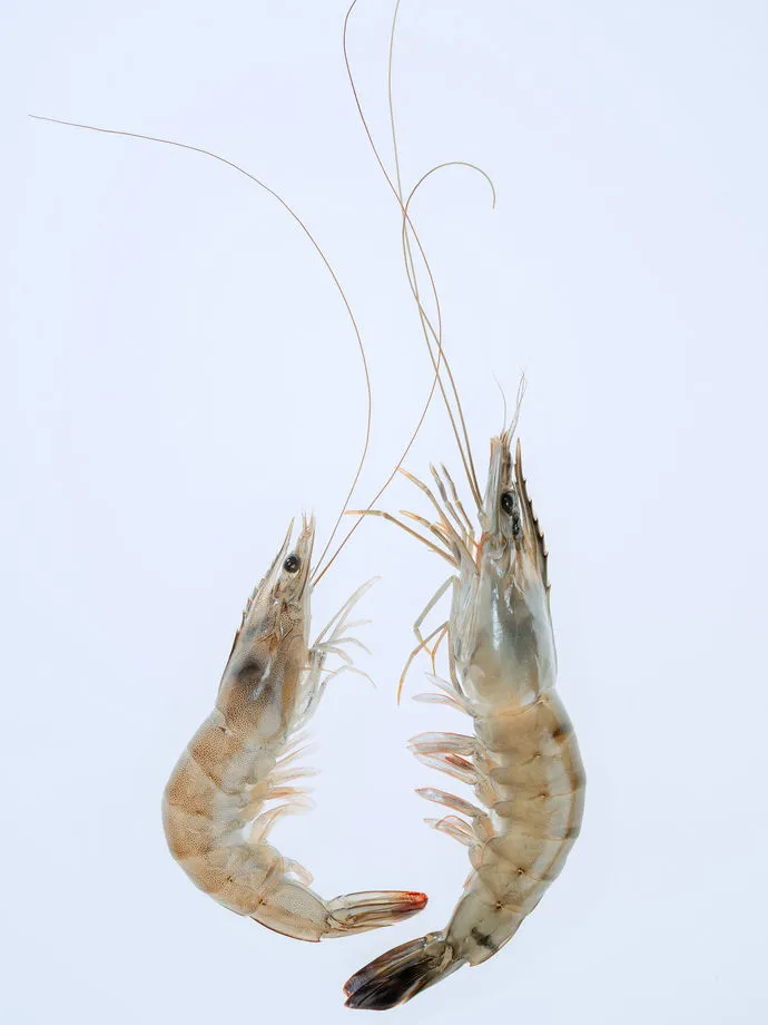 Food and product photography sample in Kuantan 04